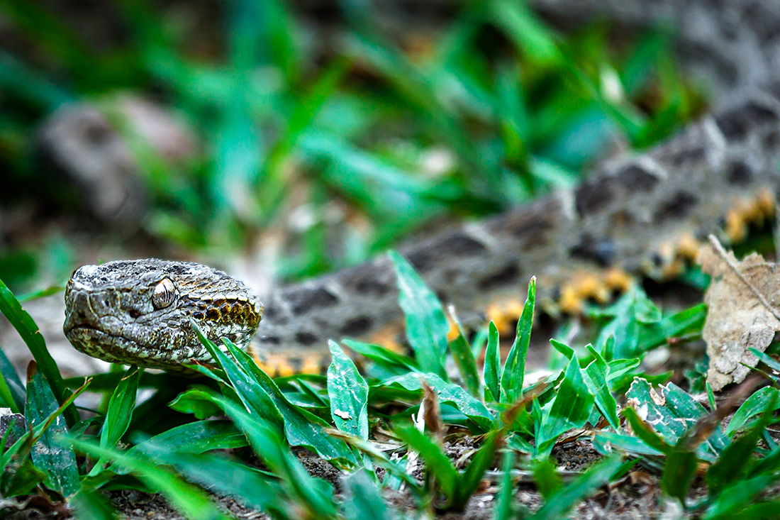 Caissaca (Bothrops jararaca) - El Pantanal - Brasil - © 2014 Kike Bullón 