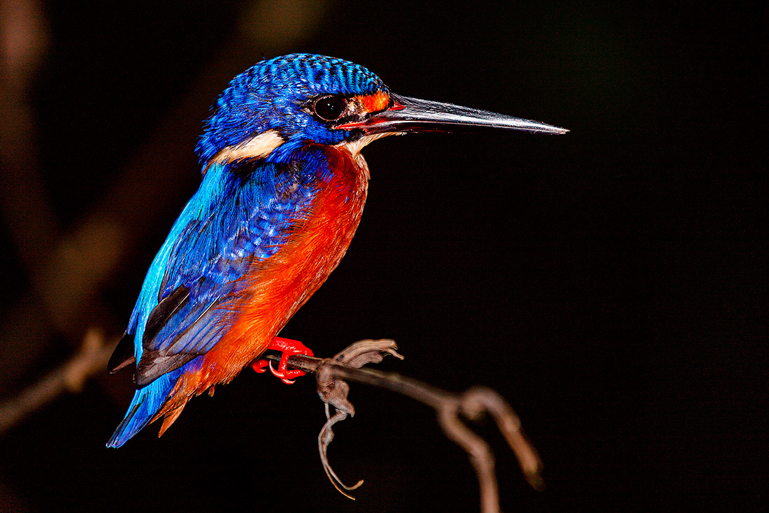 Kingfisher (Alcedo atthis) - Kinabatangan River -  Borneo -  ©2010  Kike Bullón
