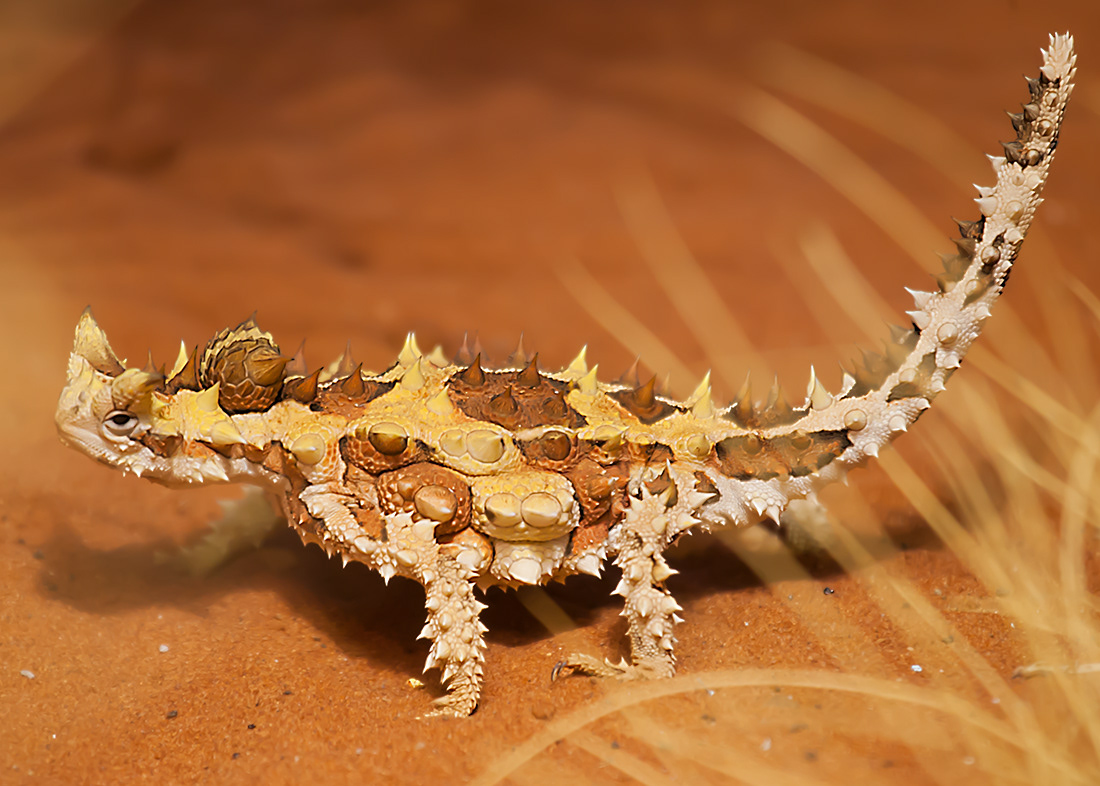 Thorny devil (Moloch horridus) - Australia - © 2016 Kike Bullón 