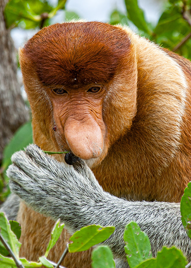 Proboscis monkey  (Nasalis larvatus) - P.N Bako - Borneo - © 2010  Kike Bullón