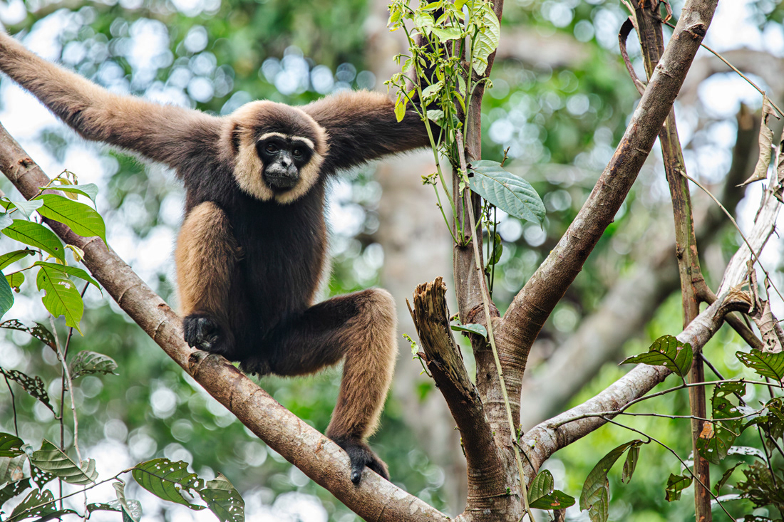 Jibon de Muller - Kalimatan -  © 2025 Kike Bullón