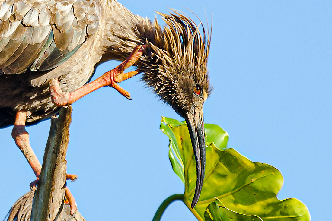 Plumbeous ibis (Heristicus caerulescens) - El Pantanal - Brasil - © 2014 Kike Bullón 