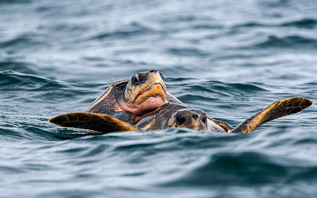 Turtles in love - Pacific Ocean - Panamá - © 2017 Kike Bullón