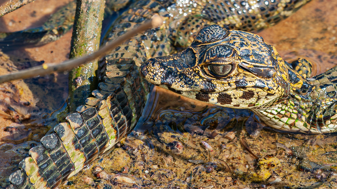 Alligator baby - El Pantanal - Brasil - © 2014 Kike Bullón