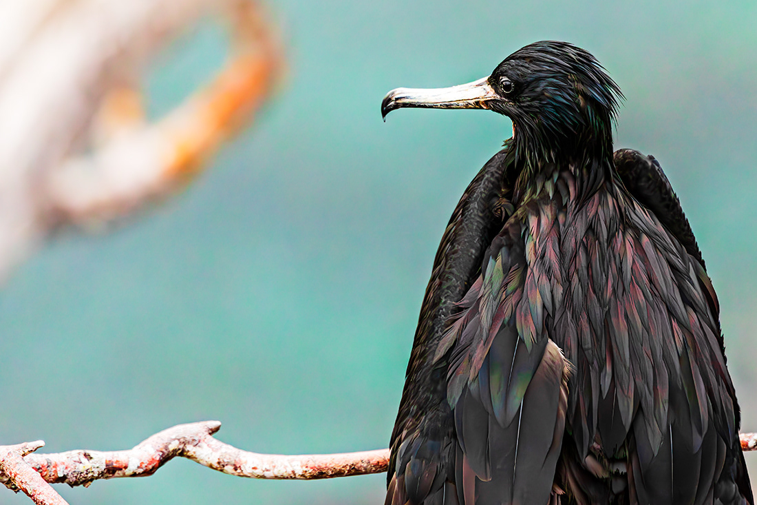 Fragata (Fregata magnificens) - Galapagos Island - Ecuador - © 2018 Kike Bullón