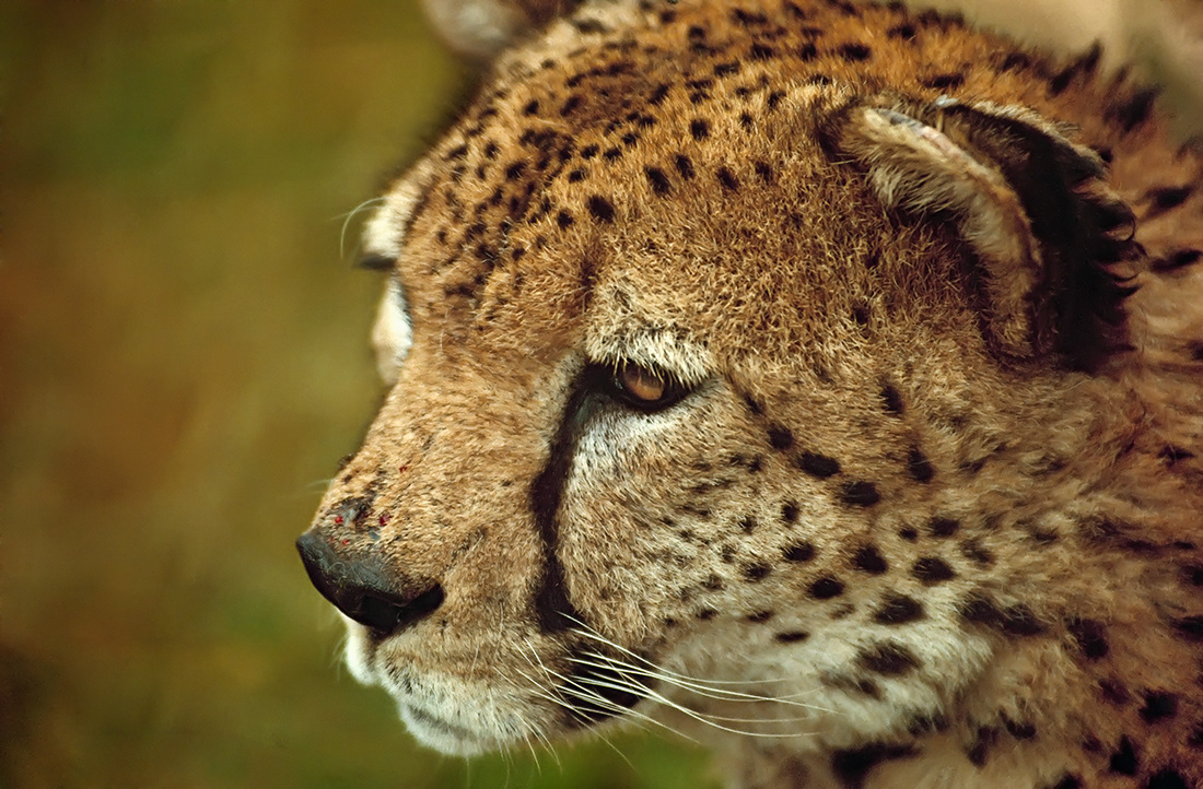 Cheetah - Serengueti NP - Tanzania - © 1989 Kike Bullón