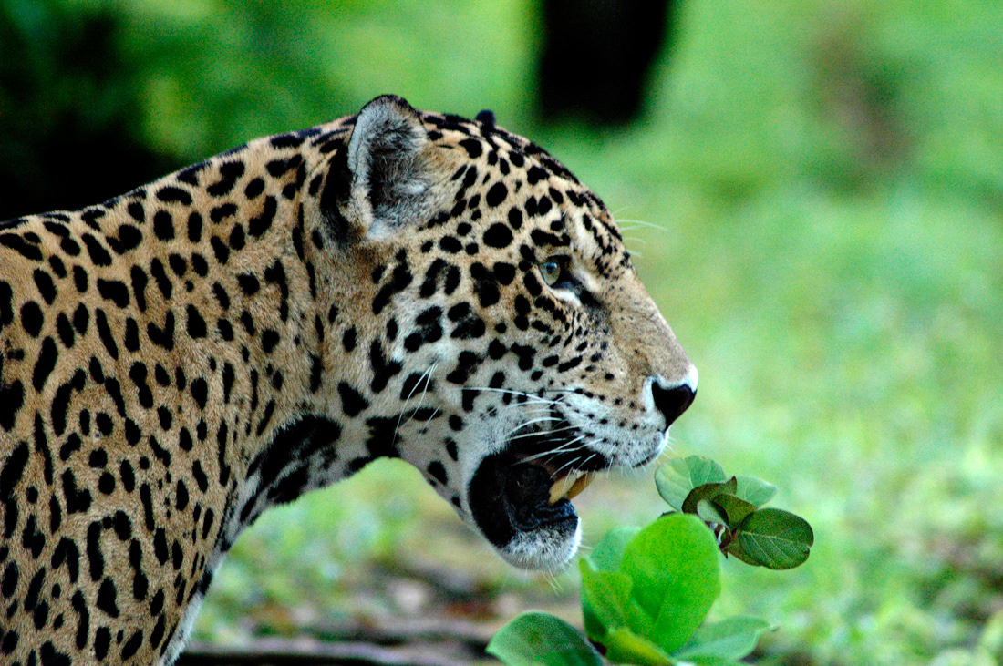 Jaguar (Pantera onca) - Mexico - © 2006 Kike Bullón
