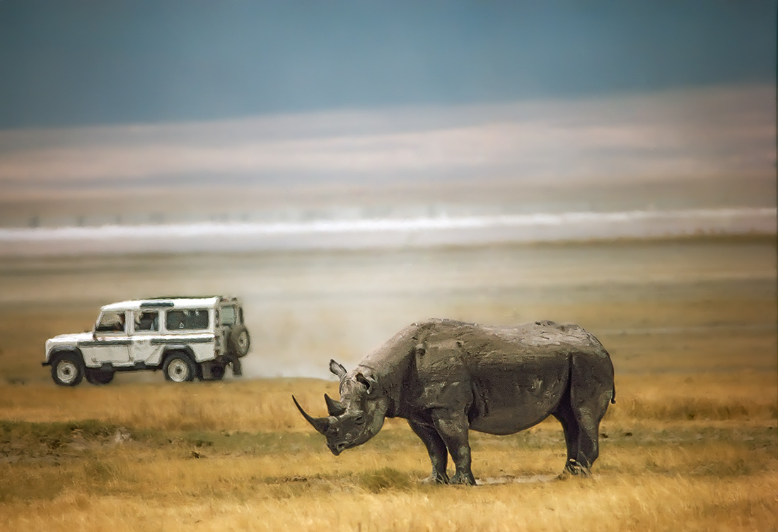 Black rhinoceros  (Diceros bicornis) - Ngorongoro Crater - Tanzania - © 1989 Kike Bullón