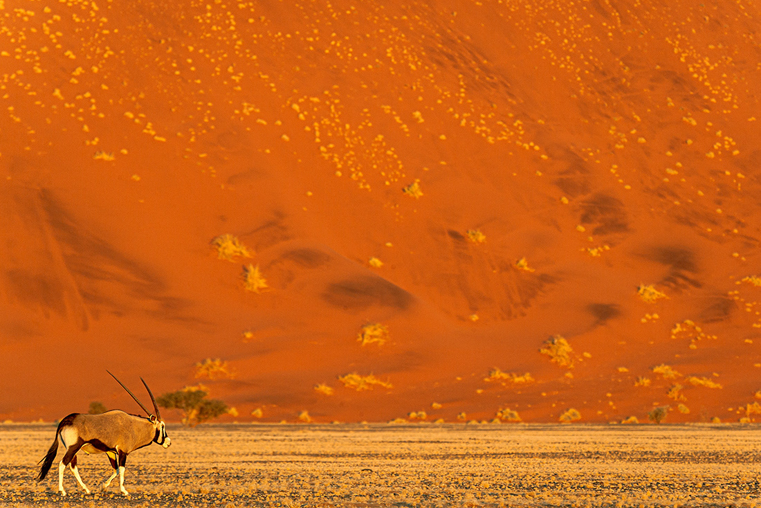 (Oryx gazella) - Namib Desert - Namibia - © 2013 Kike Bullón