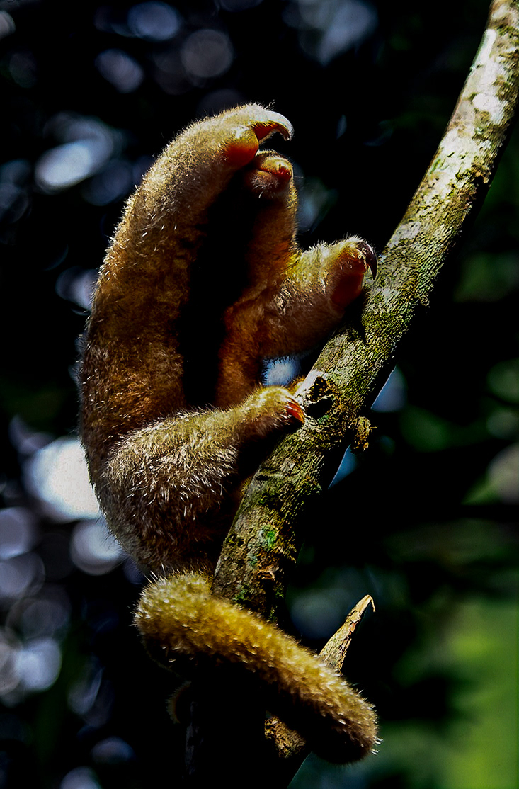 Pygmy anteater - Venezuela - © Kike Bullón