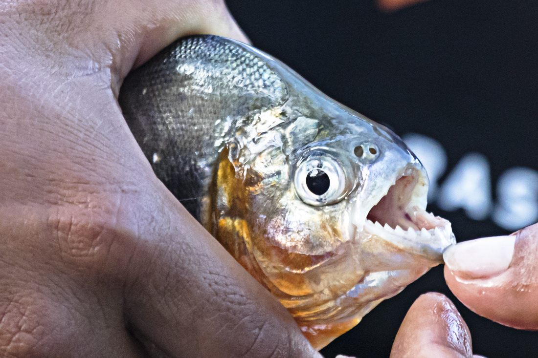 Piranha - Amazon Basin - Ecuador - © 2018 Kike Bullón