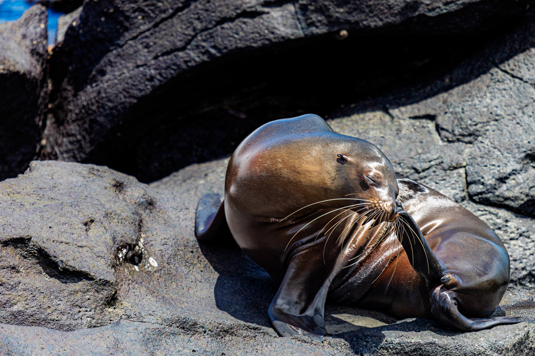 Sea Wolf (Zalophus wollebaeki) - Islas Galápagos -© 2018 Kike Bullón