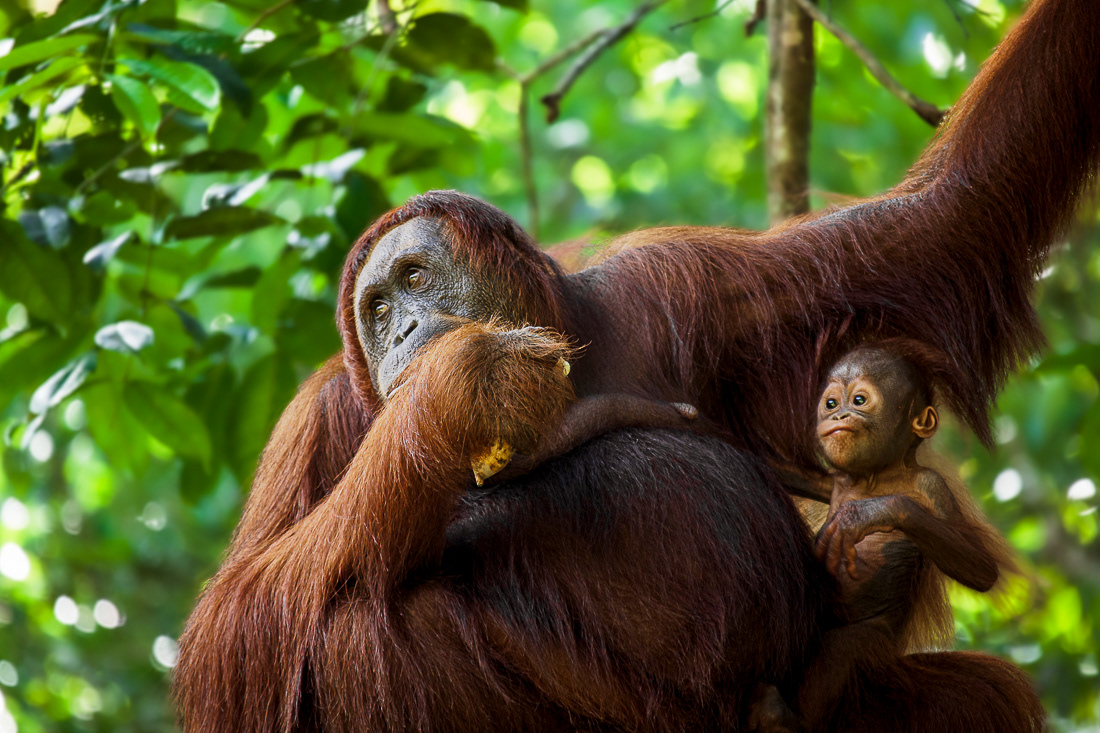 Orangutan (Pongo pigmaeus) - Semengog Wildlife Center - Borneo - © 2010 Kike Bullón