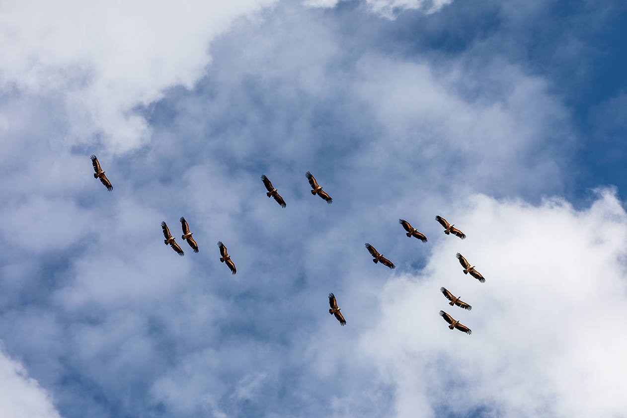 Griffon Vultures  - Segovia - Spain - © 2024 Kike Bullón