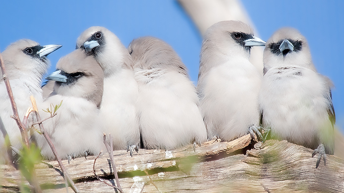 Black-faced Woodswallow chicks (Artamus cinereus) - Australia - © 2016 Kike Bullón
