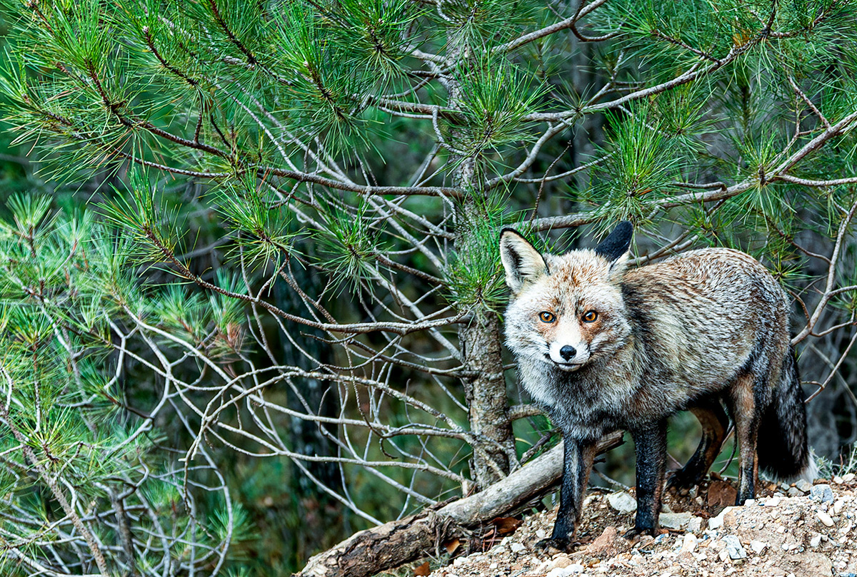 Red Fox (Vulpes vulpes) - Sierra de Cazorla - Spain - © 2007 Kike Bullón