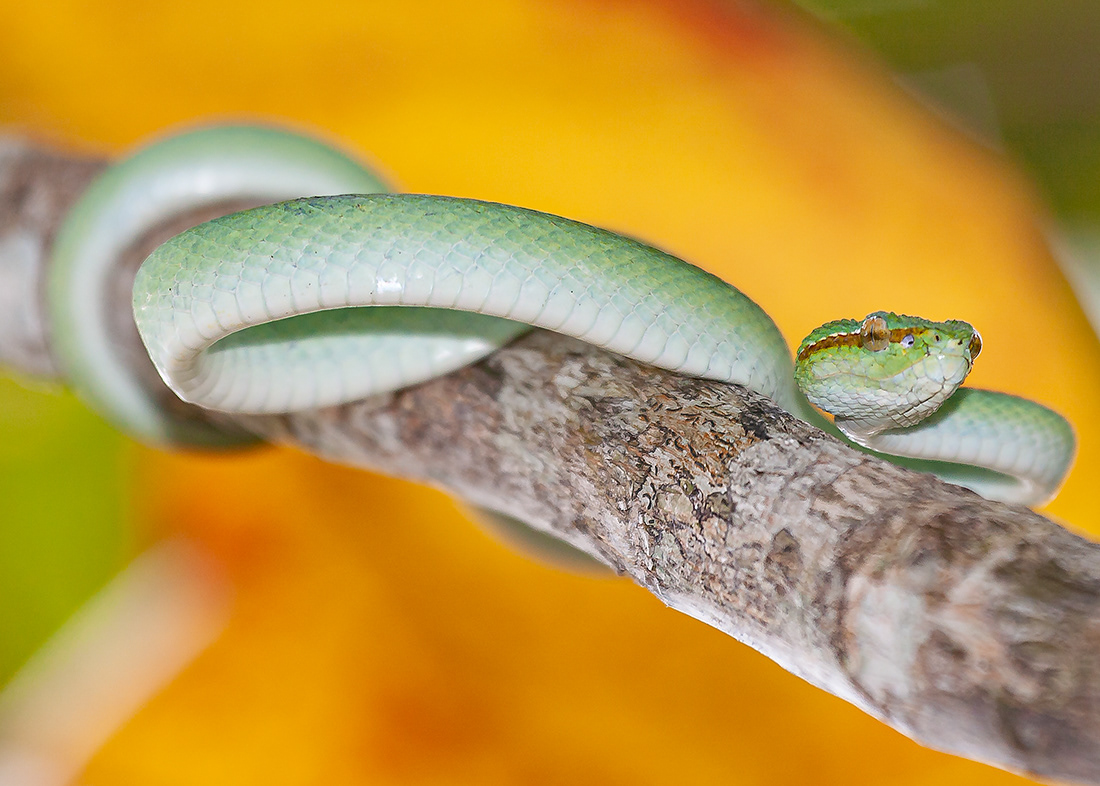 Wagler's viper (Tropidolaemus wagleri) - Borneo - © 2010 Kike Bullón 