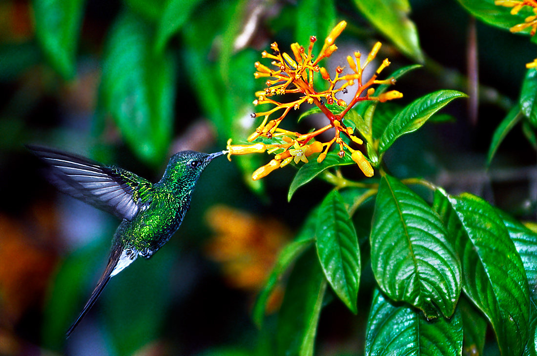 Hummingbird - Cuba- © 1995 Kike Bullón