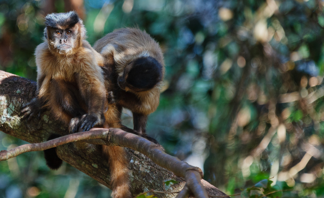 Capuchin (Sapajus libidinosus) Brásil - © 2014 Kike Bullón