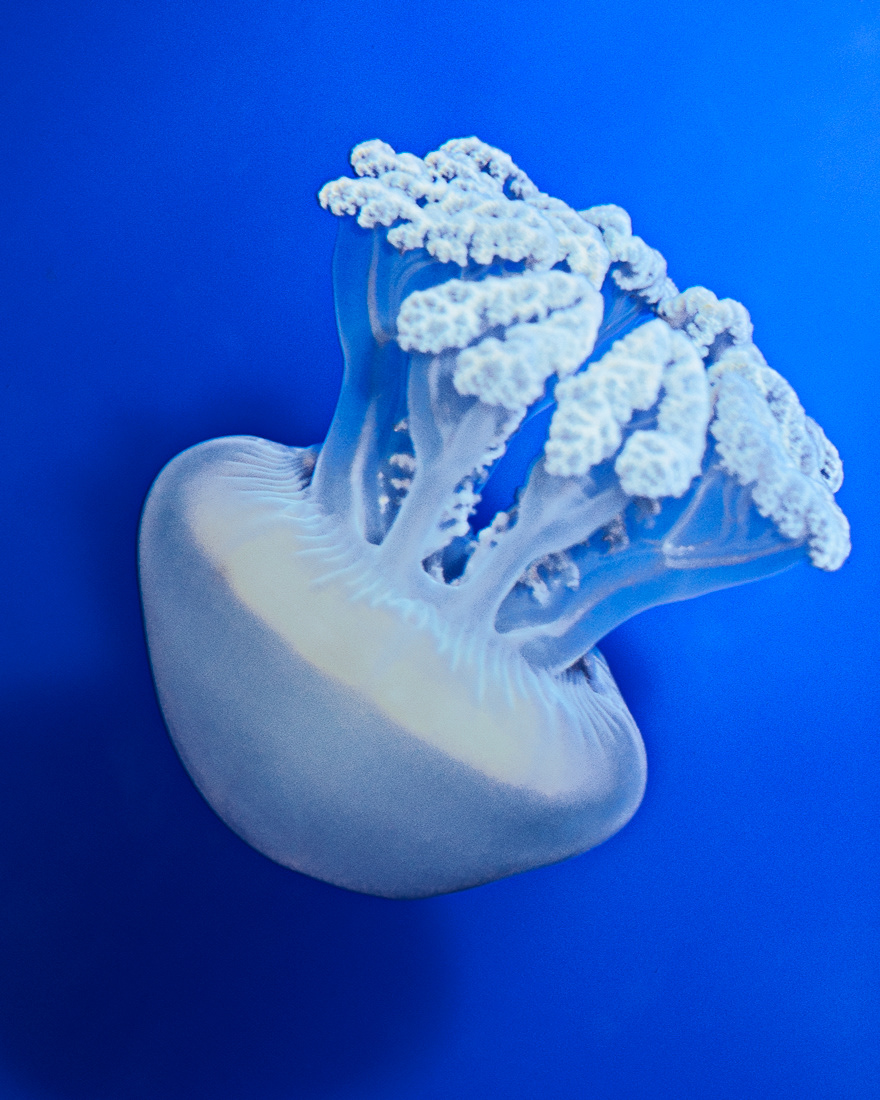Jellyfish © 2015 Kike Bullón