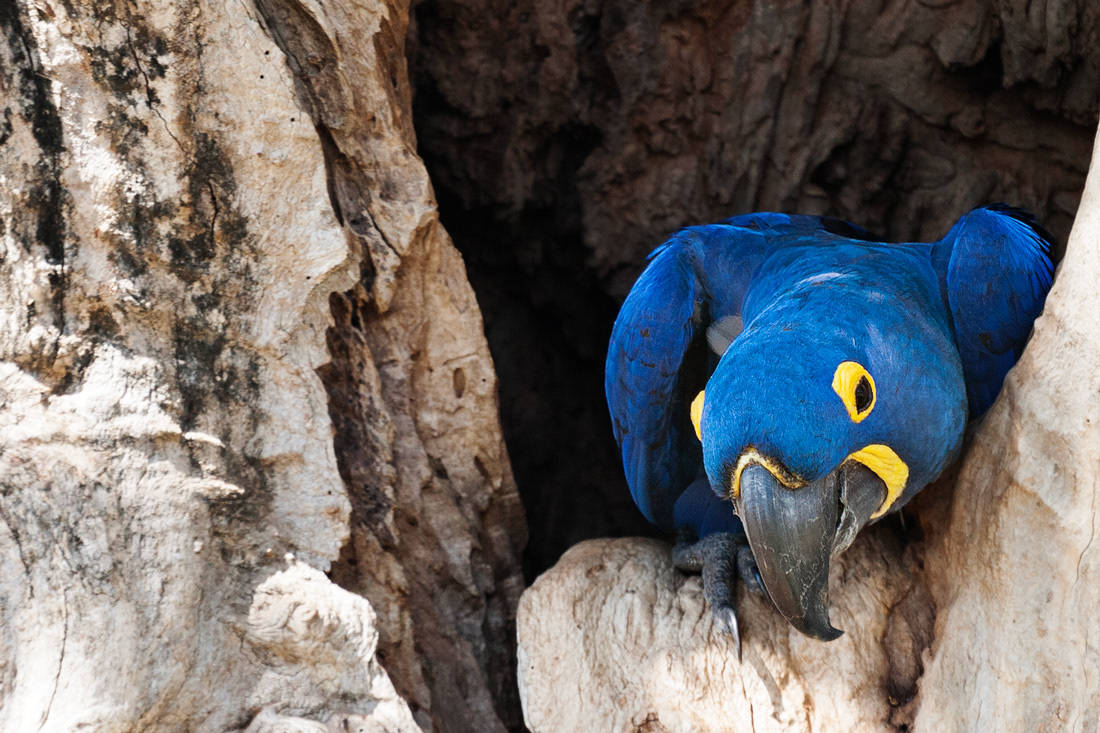 Hyacinth Macaw (Anodorhynchus hyacinthinus) - El Pantanal - Brasil - © 2014 Kike Bullón