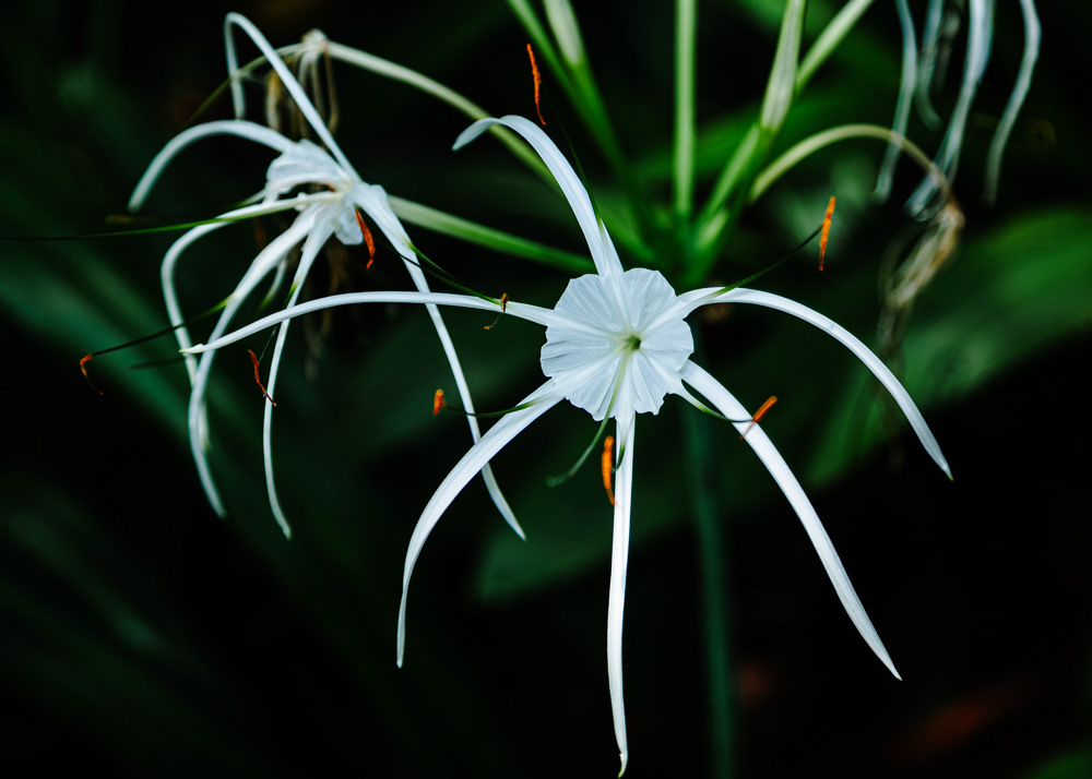 Spider-lily (Hymenocallis liriosme) © Kike Bullón