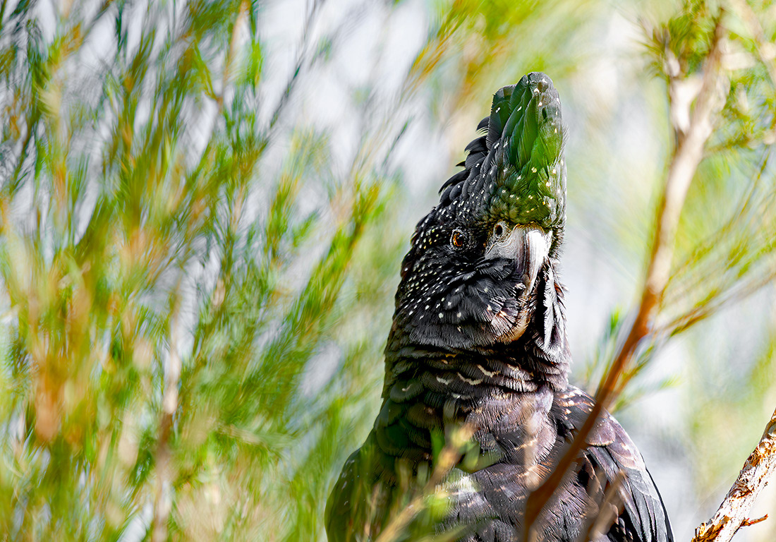 Cockatoo - Australia - © 2016 Kike Bullón
