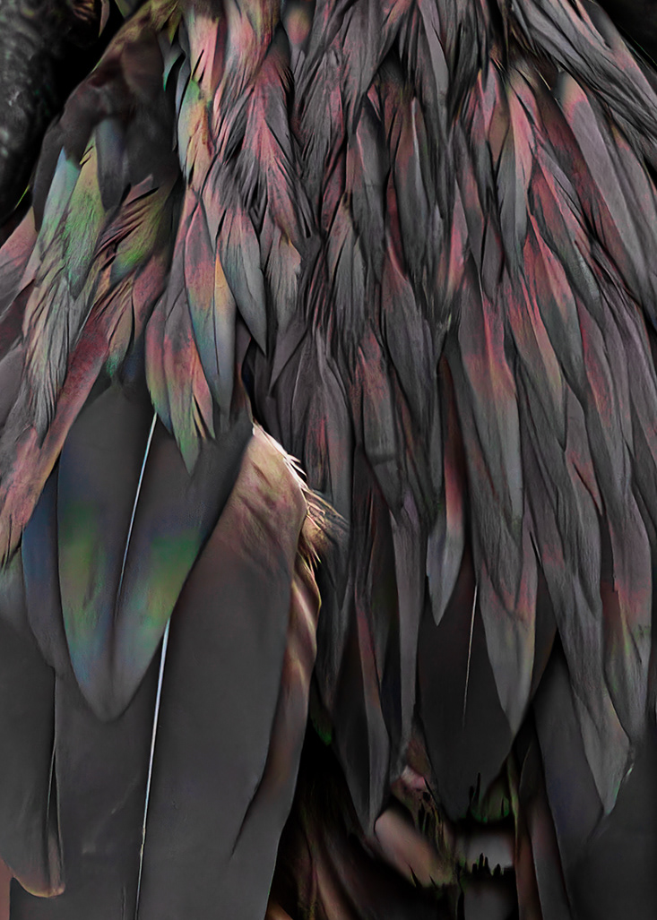  Ffeathers  - Fragata - (Fregata magnificens) - Islas Galáp© Kike Bullón© Kike Bullón