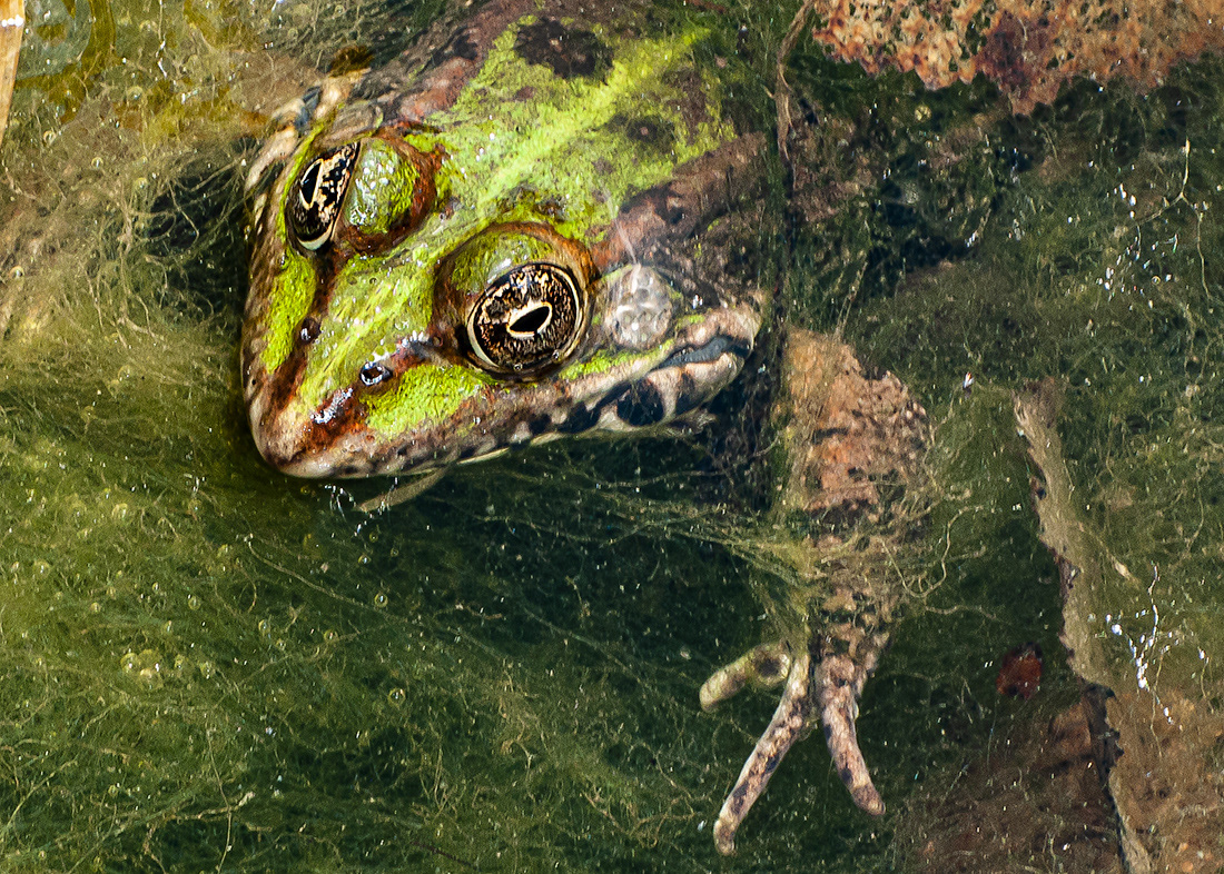 Common frog (Pelophylax ridibundus) - Rodano-Alpes - Francia - © 2015 Kike Bullón 