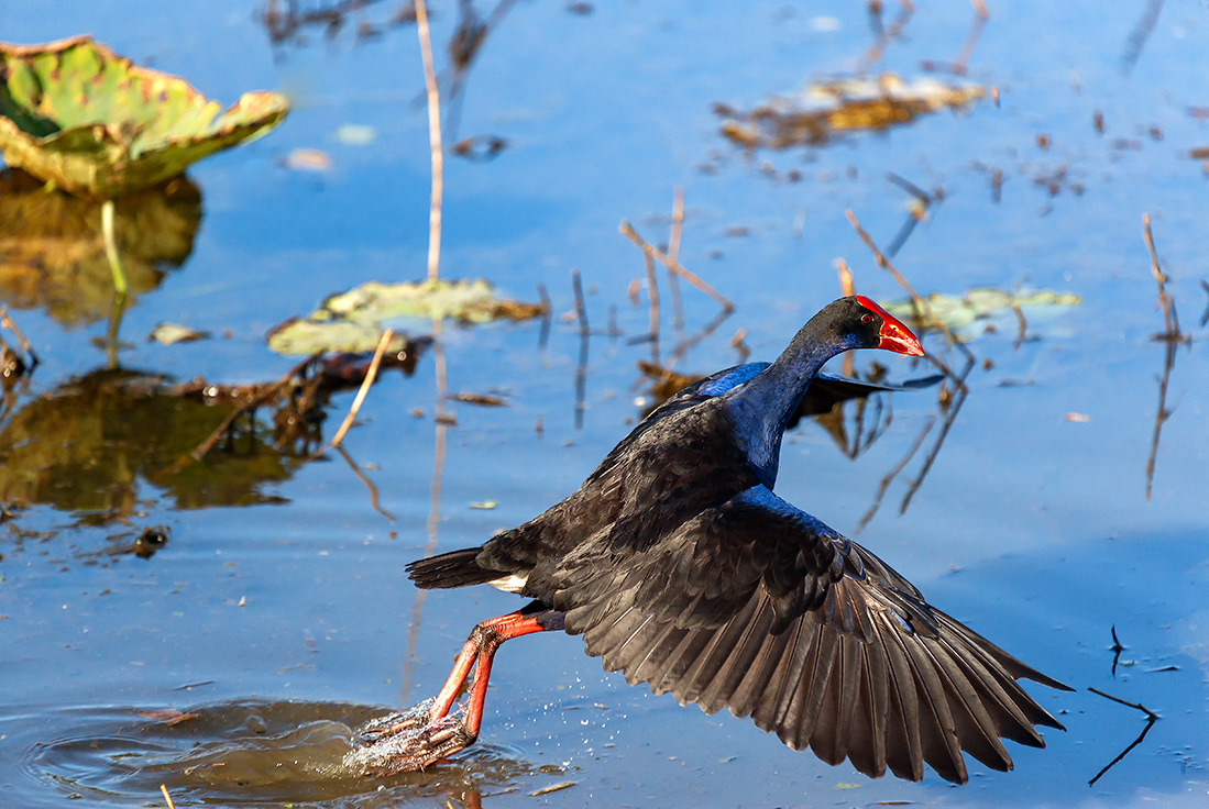 Purple swine (Porphyrio melanotus) -  Kakadu NP  - Australia - © 2016 Kike Bullón
