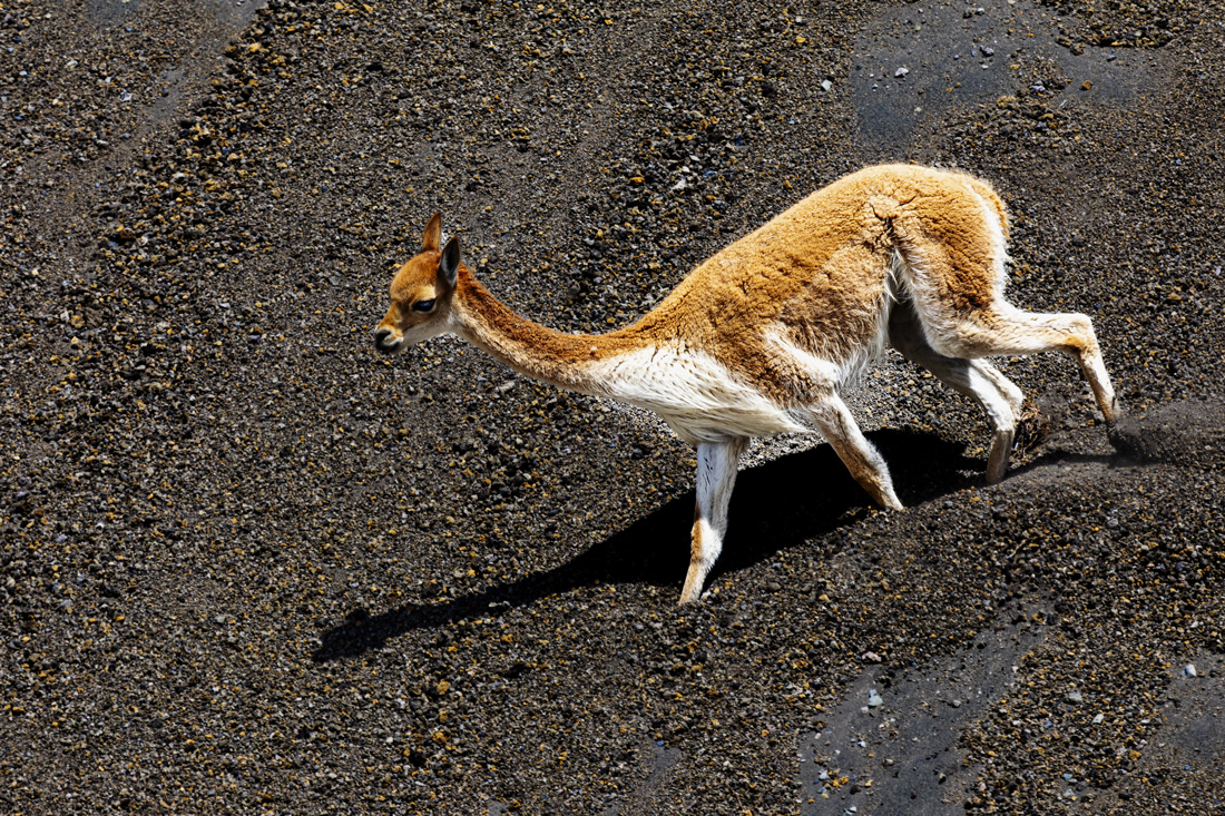 Llama -  Ecuador - © 2018 Kike Bullón