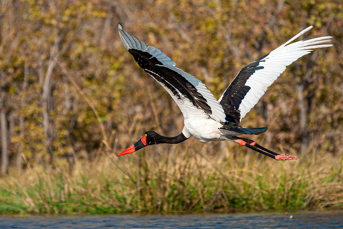 African Jaribou (Ephippiorhynchus senegalensis) - Okavango Delta - Botsuana - © 2013 Kike Bullón
