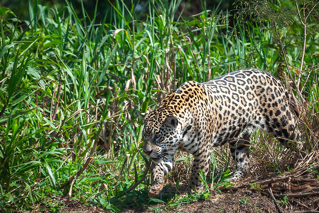 Jaguar (Pantera onca) - El pantanal - Brasil - © 2014 Kike Bullón
