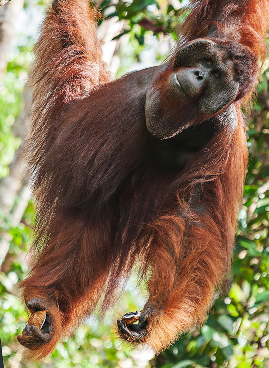 Orangutan (Pongo pigmaeus) - Semengog Wildlife Center - Borneo - © 2010 Kike Bullón