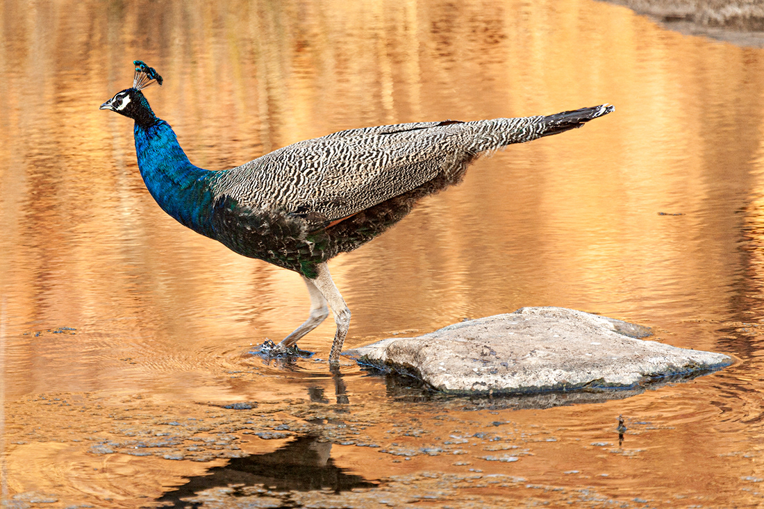 Blue breasted peacock (Pavo cristatus) -  Ranthambore NO - India - © 2012 Kike Bullón