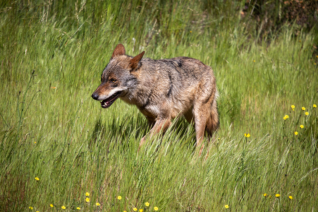 Iberian Wolf  (Canis lupus signatus)  - Iberian Wolf Center - Zamora - Spain - © 2021 Kike Bullón