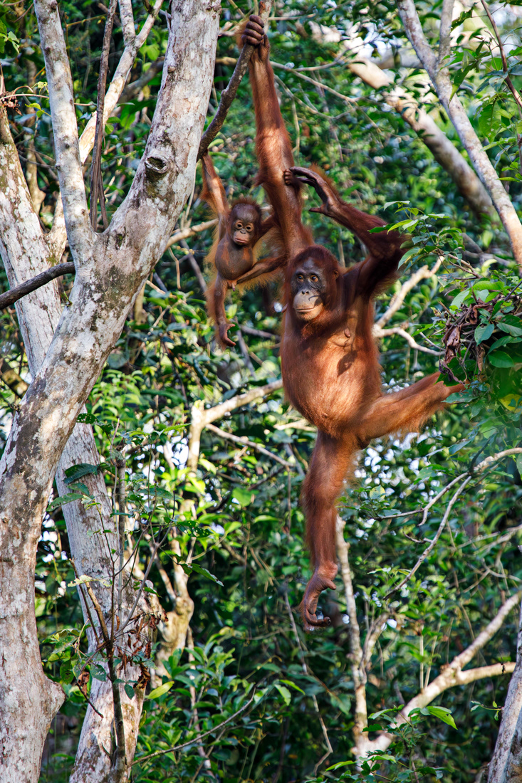 Oranghutan - Tanjung Puting - Kalimatan -  © 2025 Kike Bullón