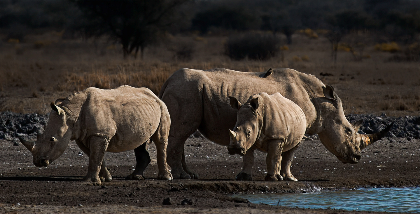 Southern white rhinoceros - Botsuana - © 2013 Kike Bullón