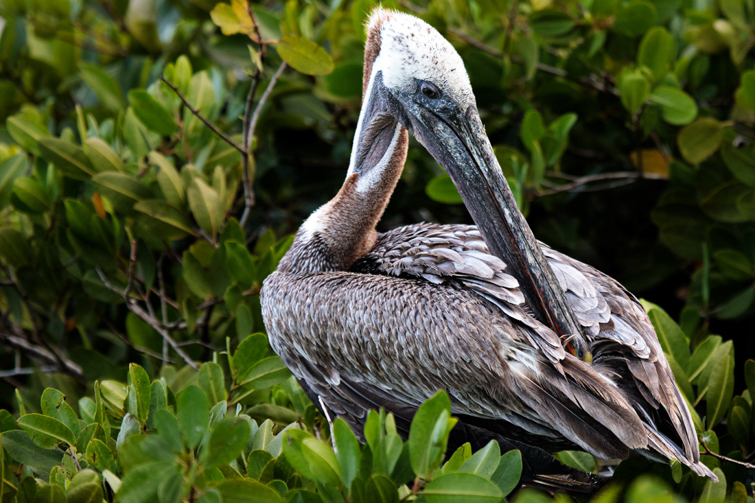 Pelican - Galapagos Islands - Ecuador - © 2018 Kike Bullón