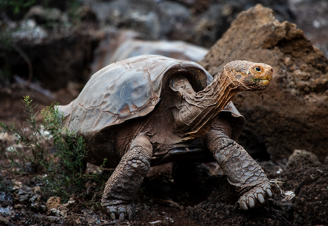 Giant tortoise (Chelonoidis niger) - Galapagos Islands- © 2018 Kike Bullón  