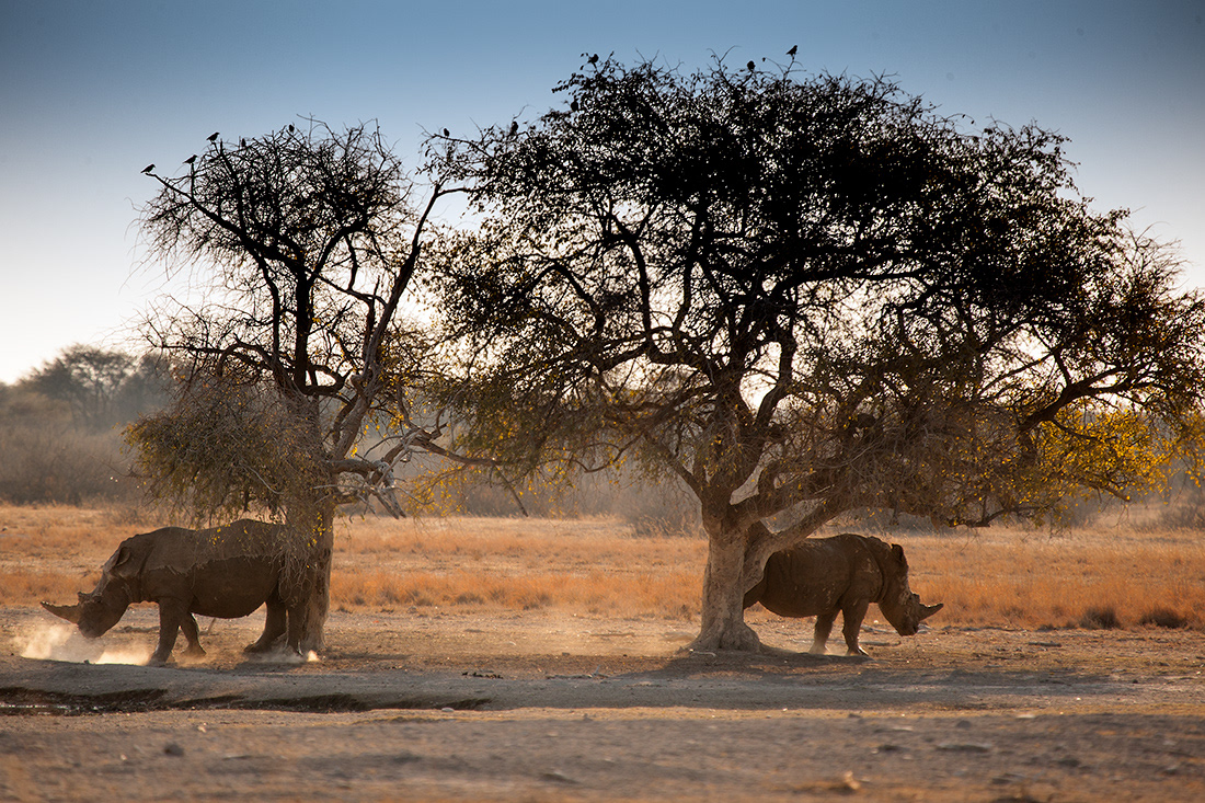 White rhinos  (Ceratotherium simum) - Botsuana - © 2013 Kike Bullón