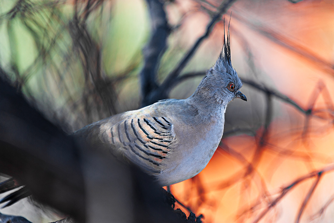 Australian Crested Pigeon - © 2016 Kike Bullón