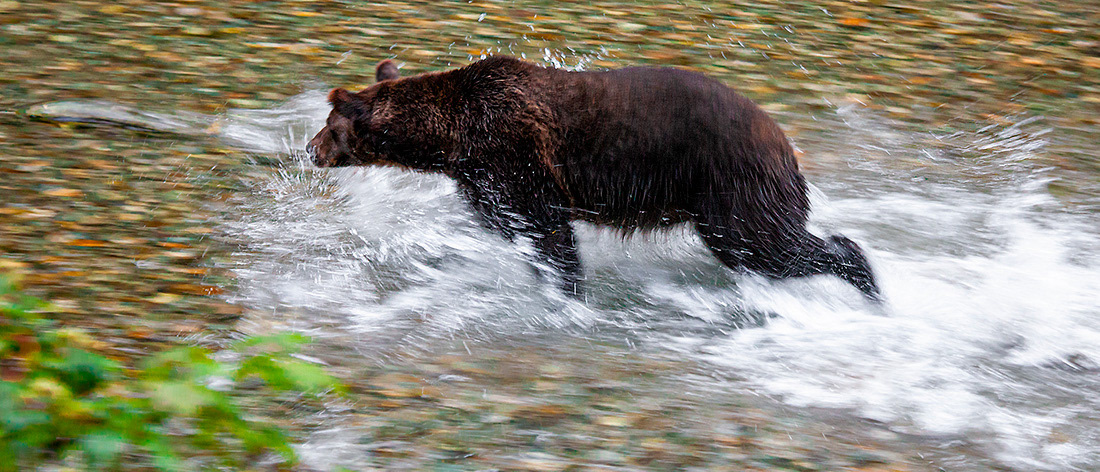 Hunting for salmon (Ursus Arctos) - Alaska - © 2009 Kike Bullón