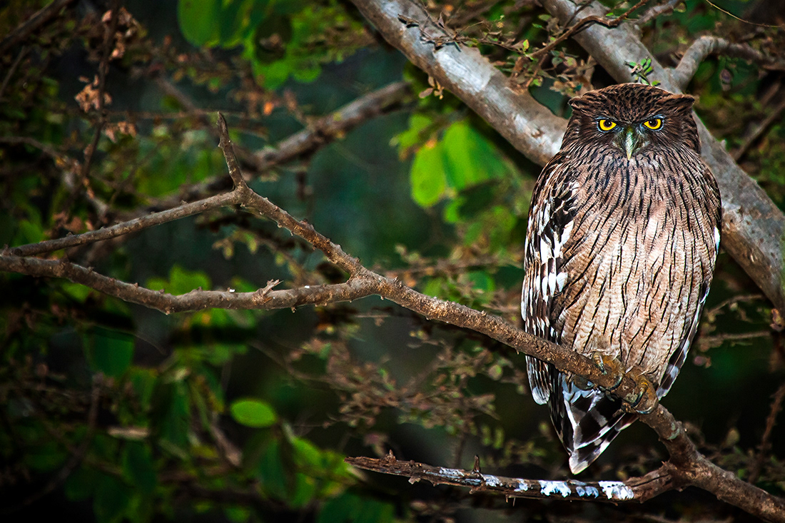 Fish owl (Ketupa zeylonensis) - P.N Ranthambore - India - © 2012 Kike Bullón