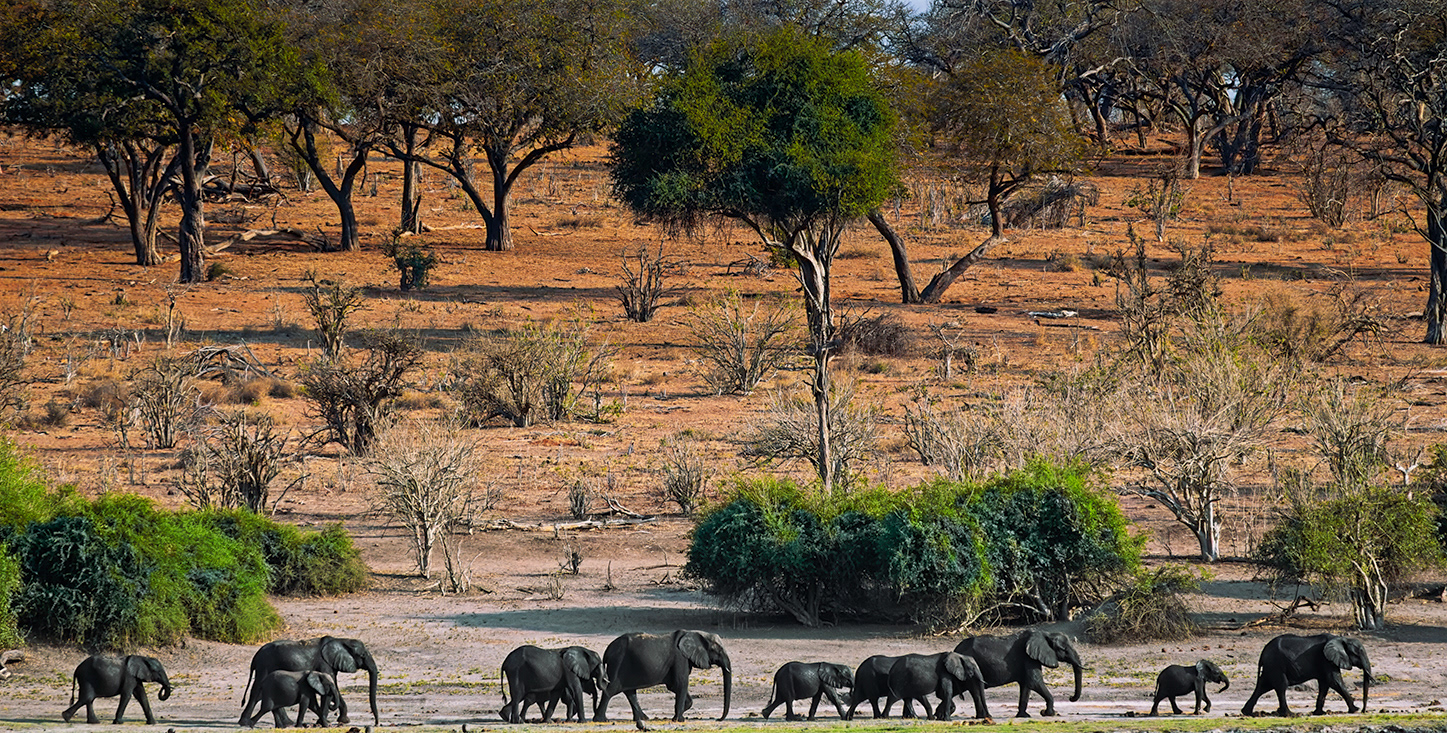 Chobe NP - Botsuana - © 2013 Kike Bullón