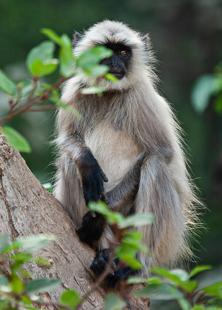 Hanuman - Ratambore NP - India - © 2013 Kike Bullón