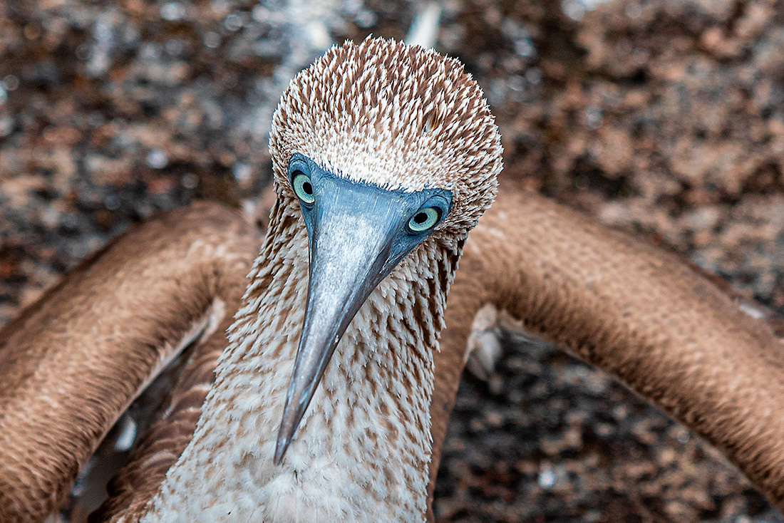  Camanay booby (Sula nebouxii) -Galapagos Islands - Ecuador - © 2018 Kike Bullón