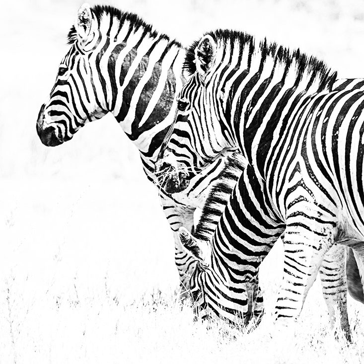  Tatu ya pundamilia - Botsuana © 2013 Kike Bullón