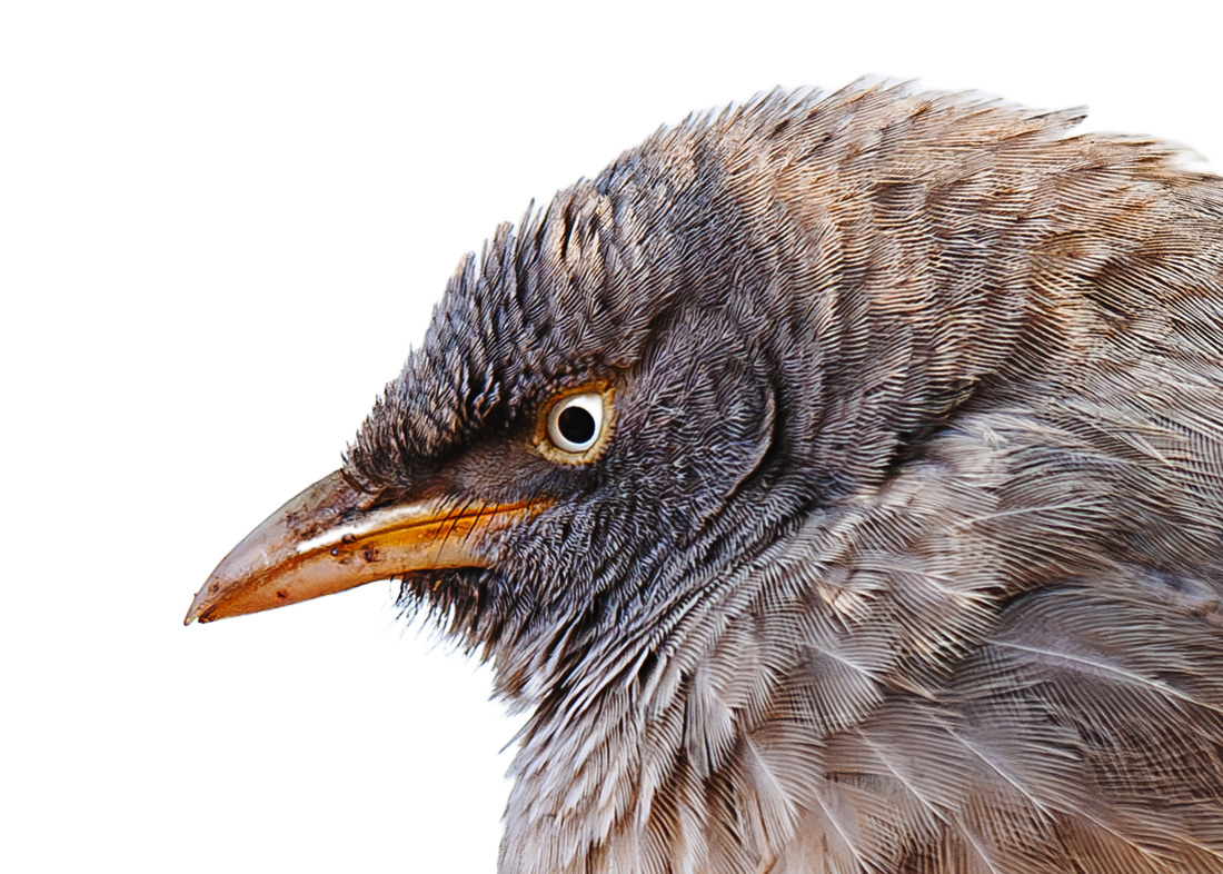  Darwin’s Finch - Galapagos Islands - Ecuador - © 2018 Kike Bullón
