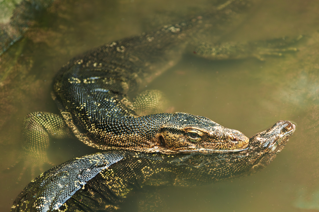 Monitor lizards (Varanus salvator) - Vietnam - © 2008 Kike Bullón